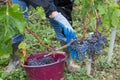 Man hand picking organic grapes from vine on autumn day vineyard harvest time at the countryside Royalty Free Stock Photo