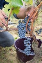 Man hand picking organic grapes from vine vineyard harvest time at the countryside Royalty Free Stock Photo