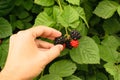 Man hand picking up organic wild blackberry Royalty Free Stock Photo