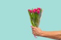 Man hand with pink tulips bouquet on blue background. Springtime. Woman and mother day concept Royalty Free Stock Photo