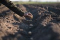 Man hand planting of potatoes into the ground. Seasonal work on a field. Rows of potatoes. Concept of agricultural.