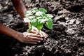 Man hand planting young tree on black soil