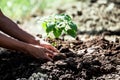 Man hand planting young tree on black soil Royalty Free Stock Photo