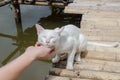 hand playing with white cat Royalty Free Stock Photo