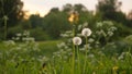 Man hand pluck field weed