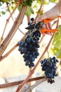 Man hand with scissors cutting grapes bunches in grape harvesting time for food or wine making. Cabernet Franc, Sauvignon, Royalty Free Stock Photo