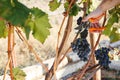 Man hand with scissors cutting grapes bunches in grape harvesting time for food or wine making. Cabernet Franc, Sauvignon, Royalty Free Stock Photo