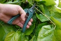 man hand with scissors to prune mulberry branches, mulberry tree pruning Royalty Free Stock Photo