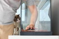 Man hand setting up new fish tank with his cat looking at the process. Royalty Free Stock Photo