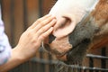 Man hand stroking horse