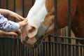 Man hand stroking horse