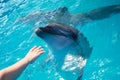 Man hand touch a dolphin Royalty Free Stock Photo