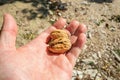 Walnuts in hand. Greece Royalty Free Stock Photo