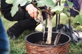 Man hand watering young tree in wicker plant pot. Pair of wedding rings hanging on red cord on tree branch. Wedding day