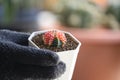 A man hand wear glove holding small cactus in white potted