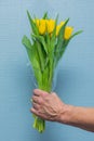 Man hand with yellow tulips bouquet on blue wall background. Springtime. Woman and mother day concept Royalty Free Stock Photo