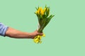 Man hand with yellow tulips bouquet on green background. Springtime. Woman and mother day concept Royalty Free Stock Photo