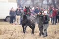 Man handles an adorned horse before an Epiphany celebration horse race