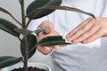 Hands cleaning ficus plant by wet napkin