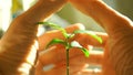 Man hands covering house-like small green sprout video. Environmentalism concept