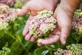 Man hands flowers garden day Royalty Free Stock Photo