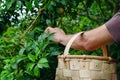 Man hands gathering plums. Rural scene Royalty Free Stock Photo