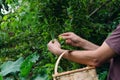 Man hands gathering plums. Rural scene Royalty Free Stock Photo