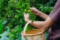 Man hands gathering plums. Rural scene Royalty Free Stock Photo