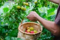 Man hands gathering plums. Rural scene Royalty Free Stock Photo