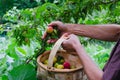 Man hands gathering plums. Rural scene Royalty Free Stock Photo