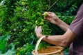 Man hands gathering plums. Rural scene Royalty Free Stock Photo