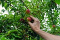 Man hands gathering plums. Rural scene Royalty Free Stock Photo