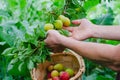 Man hands gathering plums. Rural scene Royalty Free Stock Photo