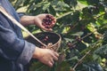 Man Hands harvest coffee bean ripe Red berries plant fresh seed coffee tree growth in green eco organic farm. Close up hands