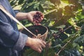 Man Hands harvest coffee bean ripe Red berries plant fresh seed coffee tree growth in green eco organic farm. Close up hands