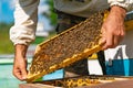 Man hands hold a frame of a bee hive. The beekeeper inspecting honeycomb frame at apiary. Beekeeping concept. Royalty Free Stock Photo