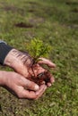 Man hands hold thuja coniferous tree sapling