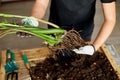 Man Hands hold Zamioculcas plant with roots, repotting flower indoor, the houseplant pot transplant at home, Hobbies and leisure, Royalty Free Stock Photo