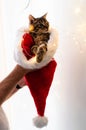 man hands holding adorable brown tabby kitten in fluffy red and white santa hat in front of christmas lights at home Royalty Free Stock Photo