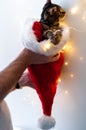 man hands holding adorable brown tabby kitten in fluffy red and white santa hat looking at christmas lights Royalty Free Stock Photo