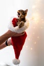 Man hands holding adorable brown tabby yawning kitten in fluffy red and white santa hat