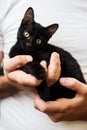 Man hands holding a black baby cat Royalty Free Stock Photo