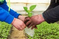 Man hands holding a green young peper plant in greenhouse. Symbol of spring and ecology concept Royalty Free Stock Photo