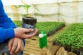Man hands holding a green young peper plant in greenhouse. Symbol of spring and ecology concept Royalty Free Stock Photo