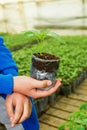 Man hands holding a green young peper plant in greenhouse. Symbol of spring and ecology concept Royalty Free Stock Photo