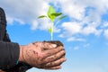 Man hands holding a green young plant. Symbol of spring and ecol Royalty Free Stock Photo