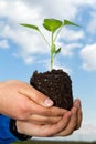 Man hands holding a green young plant. Symbol of spring Royalty Free Stock Photo