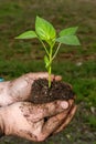 Man hands holding a green young plant. Symbol of spring Royalty Free Stock Photo