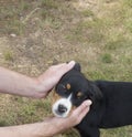 Man hands holding head of cute greater swiss mountain dog puppy , grass background