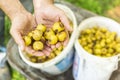 Man hands holding picked fallen yellow pears Royalty Free Stock Photo